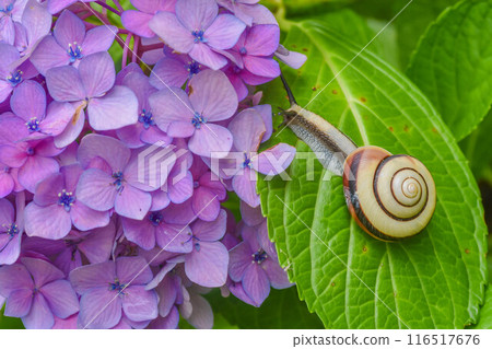 Rainy season scenery: hydrangeas and snails Rainy season scenery: hydrangeas and snails 116517676
