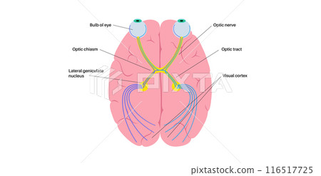 Optic nerve anatomy Optic nerve anatomy 116517725