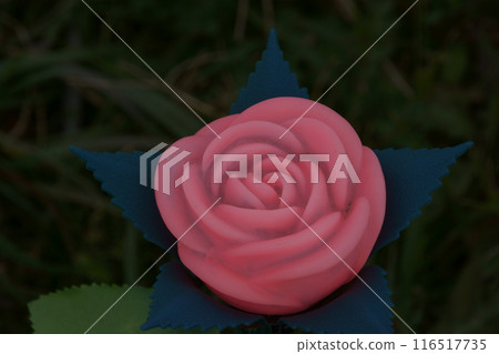 Anthurium Anthurium 116517735