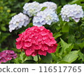 Red hydrangea blooming in the rainy season 116517765