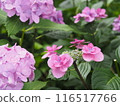 Pink hydrangea 116517766