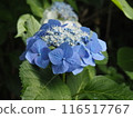 Blue hydrangea 116517767