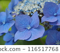 Blue hydrangea flowers 116517768