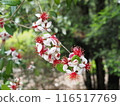 Feijoa's flower 116517769