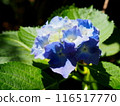 Blue hydrangeas in the sun 116517770