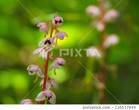 Safflower cypress Safflower cypress 116517849