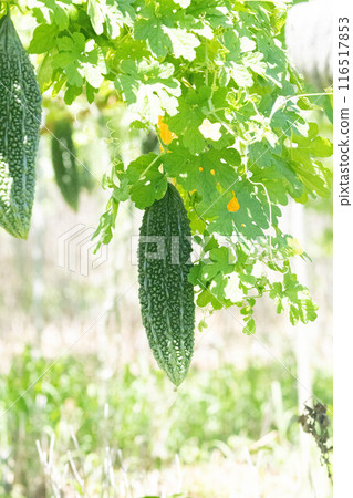 Okinawan bitter gourd 116517853
