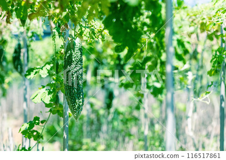 Okinawan bitter gourd Okinawan bitter gourd 116517861