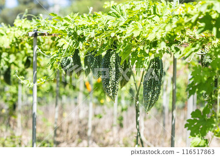 Okinawan bitter gourd 116517863