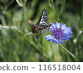 Butterfly on a cornflower 116518004