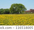 Dandelion carpet 116518005