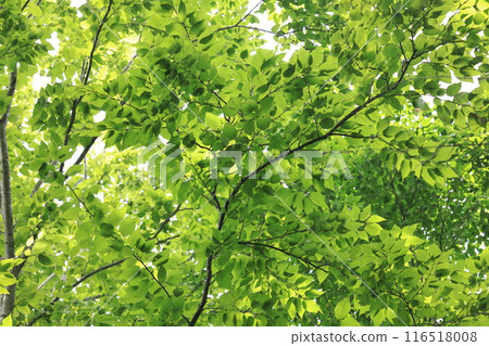 自然植物 Mizume,七月。初夏新鮮的嫩葉營造出舒適的樹蔭③ 自然植物 Mizume,七月。初夏新鮮的嫩葉營造出舒適的樹蔭③ 116518008