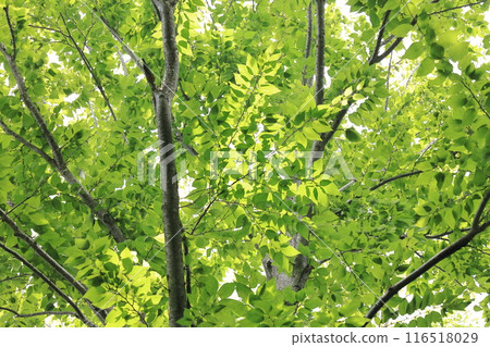 Nature Plants Mizume, July. The fresh young leaves of early summer create a comfortable shade. Nature Plants Mizume, July. The fresh young leaves of early summer create a comfortable shade. 116518029