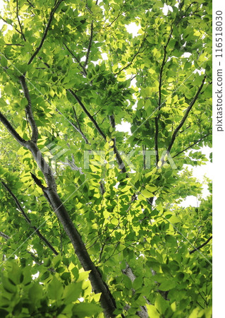 Nature Plants Mizume, July. The fresh young leaves of early summer create a comfortable shade. Nature Plants Mizume, July. The fresh young leaves of early summer create a comfortable shade. 116518030