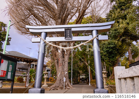 從鳥居看到禦社神社大樹的參道 116518146