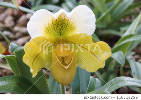 Paphiopedilum 116518259