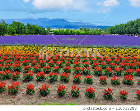 薰衣草與漸層花園 116518298