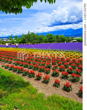 薰衣草和漸變花園（垂直） 116518299