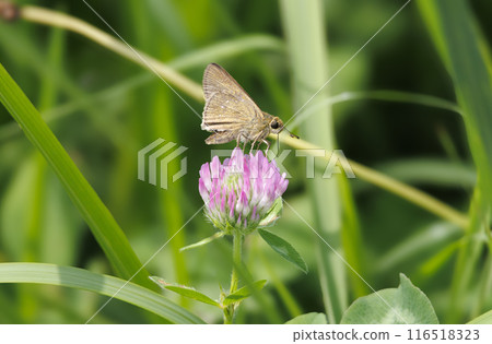 German Skipper and Red Clover German Skipper and Red Clover 116518323