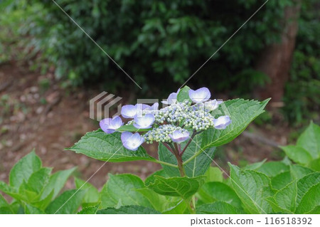 繡球花盛開在雨季的清除 116518392