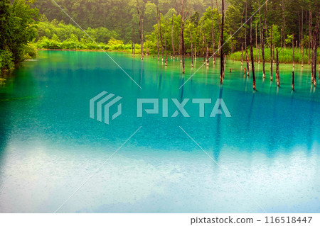 Blue Pond in early summer 1 Blue Pond in early summer 1 116518447