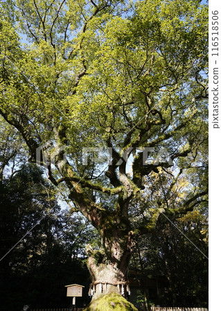 large tree large tree 116518506