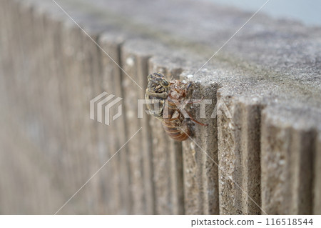 Cicada molting 116518544