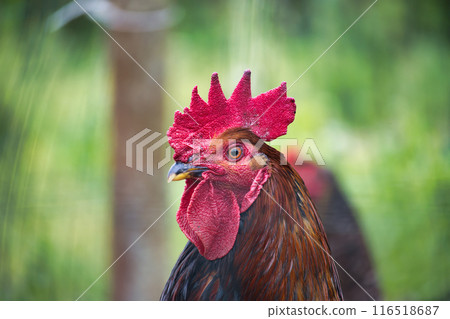 Rooster with a large red comb and bright eyes in a green farm background Rooster with a large red comb and bright eyes in a green farm background 116518687