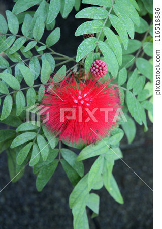 朱纓花 朱纓花 116518886