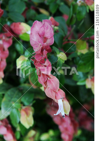 小蝦花 116518889