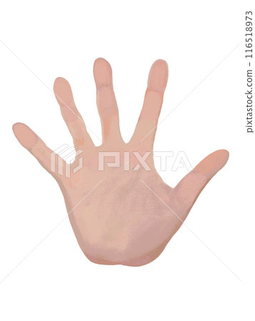Palm (right hand) Palm (right hand) 116518973
