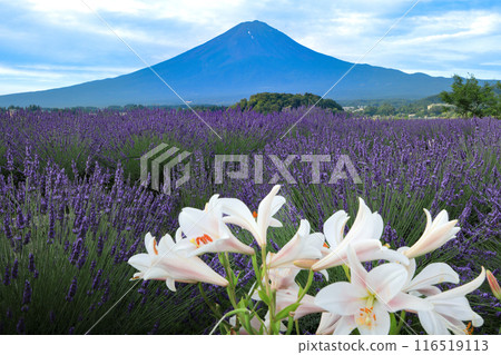 山梨縣河口湖町,從河口湖大石公園眺望富士山,薰衣草田和白百合盛開 山梨縣河口湖町,從河口湖大石公園眺望富士山,薰衣草田和白百合盛開 116519113