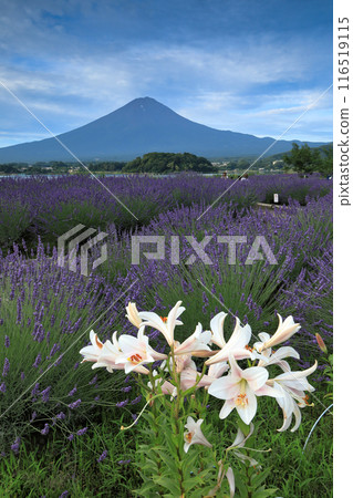 山梨縣河口湖町,從河口湖大石公園眺望富士山,薰衣草田和白百合盛開 山梨縣河口湖町,從河口湖大石公園眺望富士山,薰衣草田和白百合盛開 116519115