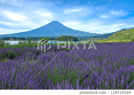 從河口湖大石公園眺望富士山，薰衣草盛開 山梨縣河口湖町 116519164