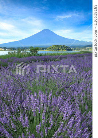 Mount Fuji as seen from Oishi Park in Kawaguchiko with lavender in full bloom, Kawaguchiko Town, Yamanashi Prefecture 116519165