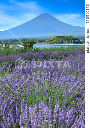 Mount Fuji as seen from Oishi Park in Kawaguchiko with lavender in full bloom, Kawaguchiko Town, Yamanashi Prefecture 116519166