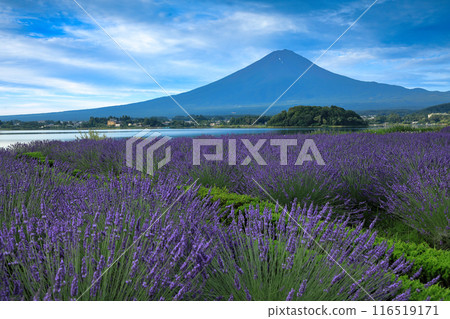 從河口湖大石公園眺望富士山,薰衣草盛開 山梨縣河口湖町 從河口湖大石公園眺望富士山,薰衣草盛開 山梨縣河口湖町 116519171