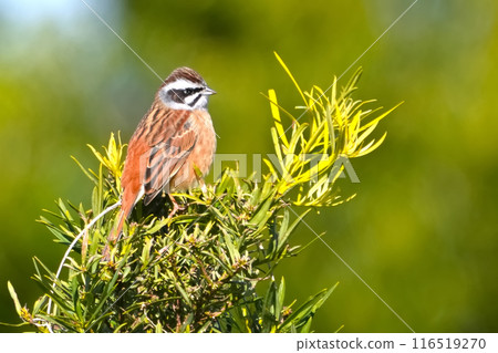  White fish 116519270