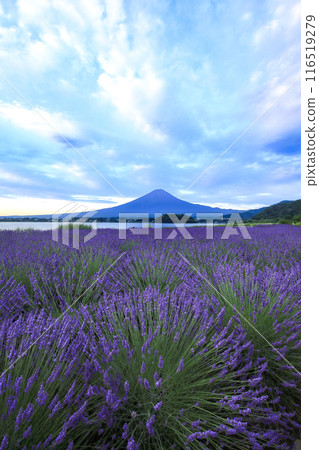 山梨縣河口湖町薰衣草盛開的河口湖大石公園的黎明 山梨縣河口湖町薰衣草盛開的河口湖大石公園的黎明 116519279