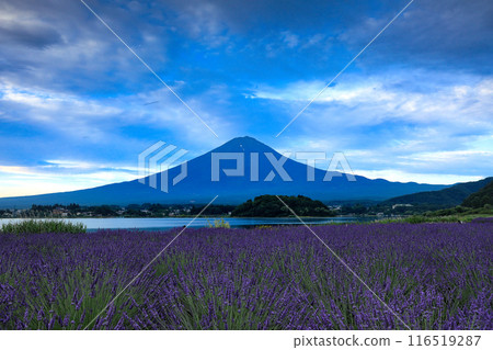 山梨縣河口湖町薰衣草盛開的河口湖大石公園的黎明 116519287