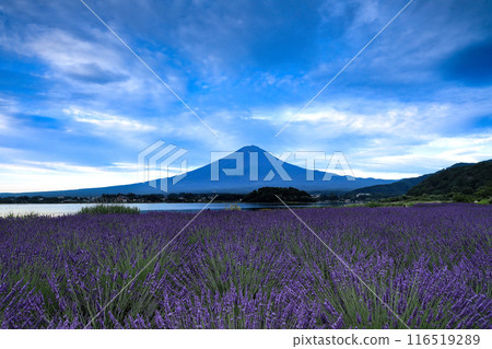 山梨縣河口湖町薰衣草盛開的河口湖大石公園的黎明 山梨縣河口湖町薰衣草盛開的河口湖大石公園的黎明 116519289