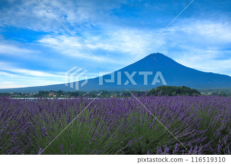 Dawn at Oishi Park in Lake Kawaguchiko with lavender in full bloom, Kawaguchiko Town, Yamanashi Prefecture 116519310
