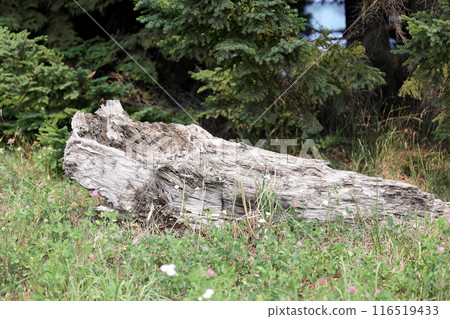 wood, decay, rotting wood, tree, deterioration, nature, environment, tree, leaf, plant, trunk wood, decay, rotting wood, tree, deterioration, nature, environment, tree, leaf, plant, trunk 116519433