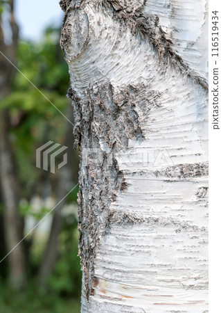 wood, decay, rotting wood, tree, deterioration, nature, environment, tree, leaf, plant, trunk wood, decay, rotting wood, tree, deterioration, nature, environment, tree, leaf, plant, trunk 116519434
