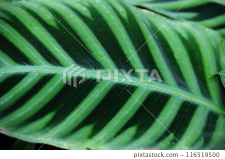 Karathea Zebrina 116519500