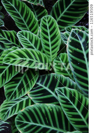 Karathea Zebrina Karathea Zebrina 116519509