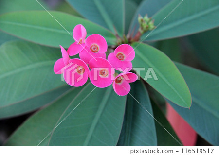 花長頸鹿 花長頸鹿 116519517