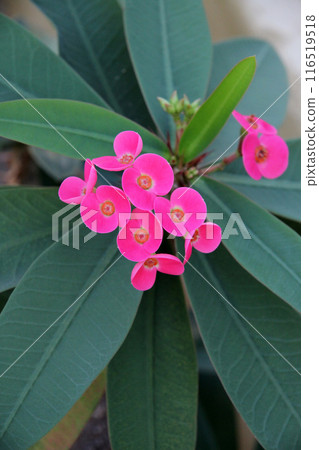 Flower giraffe 116519518