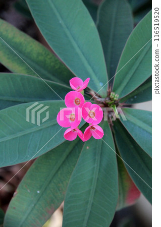 花長頸鹿 花長頸鹿 116519520