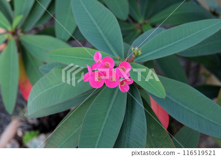 花長頸鹿 116519521